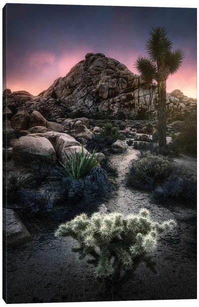 The Cactus And The Rock Canvas Art Print - Fabio Antenore