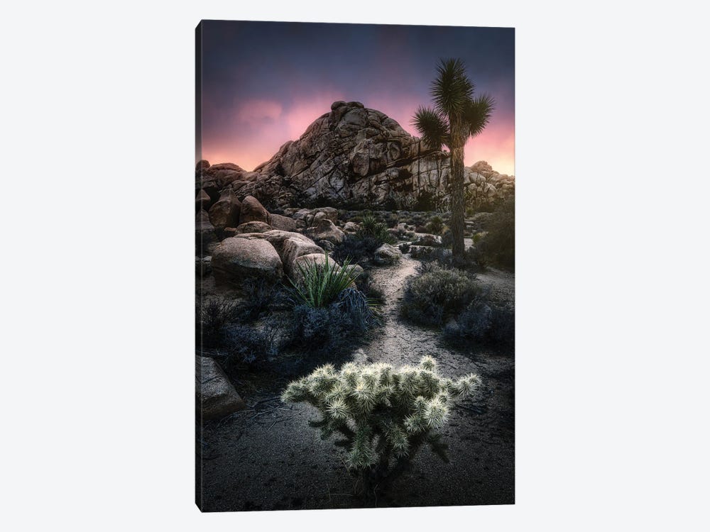 The Cactus And The Rock by Fabio Antenore 1-piece Canvas Print