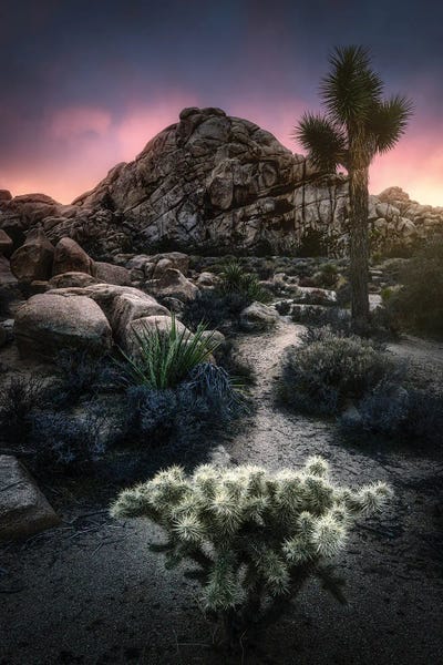 Fabio Antenore: The Cactus And The Rock by Fabio Antenore