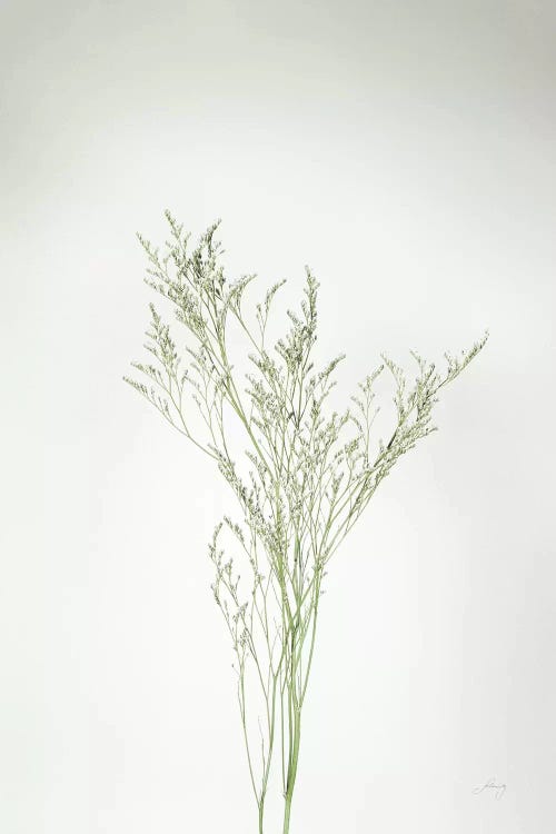 Simple Stems VII by Felicity Bradley wall art