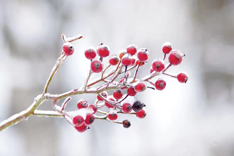 Winter Berries I