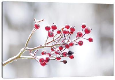 Winter Berries I Canvas Art Print - Nature Close-Up Art