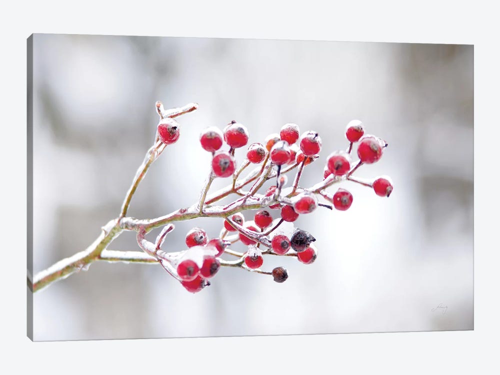 Winter Berries I by Felicity Bradley 1-piece Canvas Art