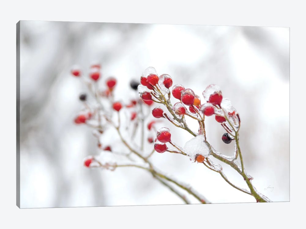 Winter Berries II by Felicity Bradley 1-piece Art Print