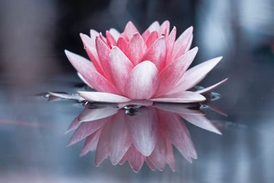 Padmasana by Fabien Bravin canvas print