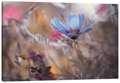 Things That Flowers Tell Canvas Art Print - Fabien Bravin