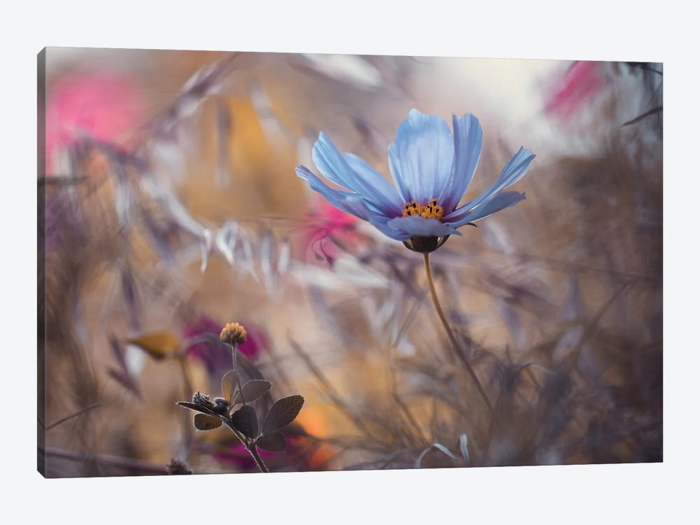 Things That Flowers Tell by Fabien Bravin 1-piece Canvas Wall Art