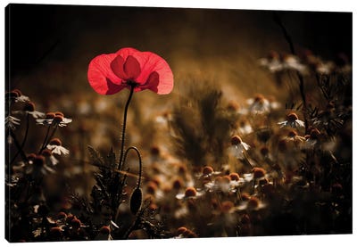 A Bit Of Warmth Canvas Art Print - 1x Floral and Botanicals
