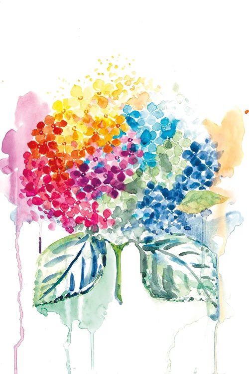 Rainbow Hydrangea