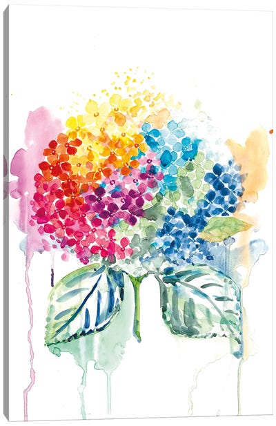 Rainbow Hydrangea Canvas Art Print - Hydrangea Art