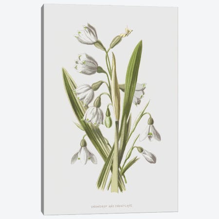 Snowdrop And Snowflake (Illustration From Familiar Wild Flowers, 2nd Series) Canvas Print #FEH10} by Frederick Edward Hulme Canvas Wall Art