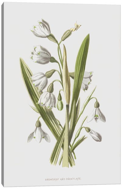Snowdrop And Snowflake (Illustration From Familiar Wild Flowers, 2nd Series) Canvas Art Print
