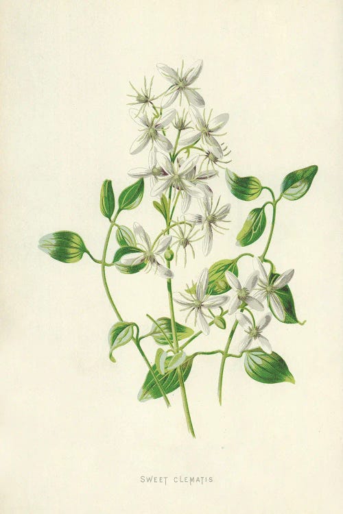 Sweet Clematis (Illustration From Familiar Garden Flowers, 2nd Series)