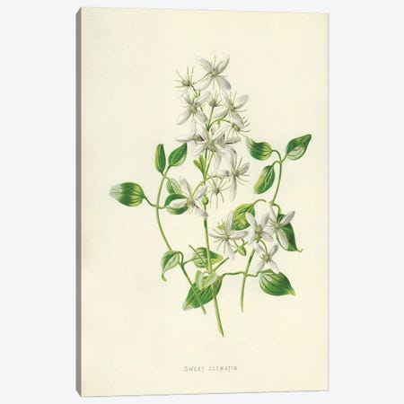 Sweet Clematis (Illustration From Familiar Garden Flowers, 2nd Series) Canvas Print #FEH11} by Frederick Edward Hulme Canvas Artwork