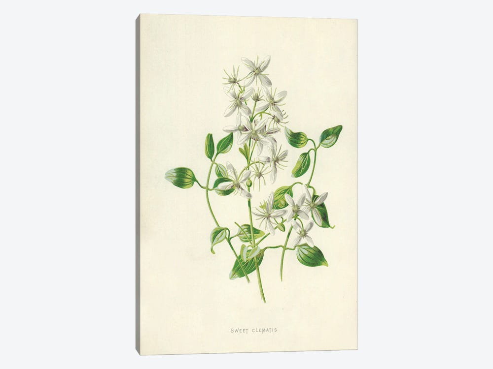 Sweet Clematis (Illustration From Familiar Garden Flowers, 2nd Series) by Frederick Edward Hulme 1-piece Art Print