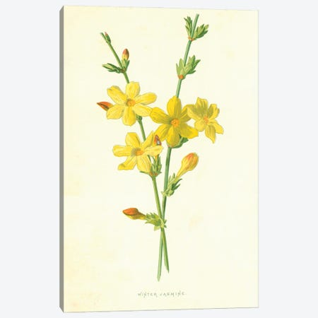 Winter Jasmine (Illustration From Familiar Garden Flowers, 1st Series) Canvas Print #FEH12} by Frederick Edward Hulme Canvas Art