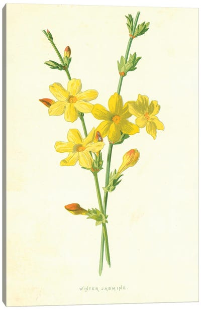 Winter Jasmine (Illustration From Familiar Garden Flowers, 1st Series) Canvas Art Print - Botanical Illustrations