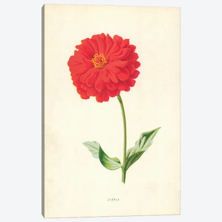Zinnia (Illustration From Familiar Garden Flowers, 2nd Series) Canvas Print #FEH13} by Frederick Edward Hulme Canvas Art