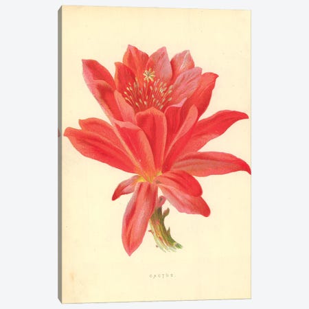Cactus (Illustration From Familiar Garden Flowers, 5th Series) Canvas Print #FEH1} by Frederick Edward Hulme Canvas Art