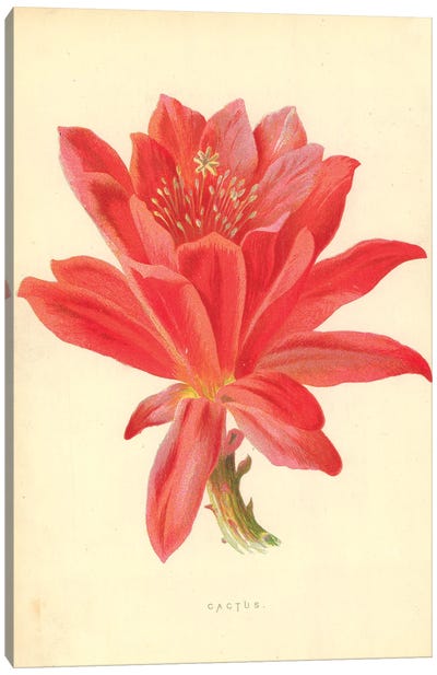Cactus (Illustration From Familiar Garden Flowers, 5th Series) Canvas Art Print