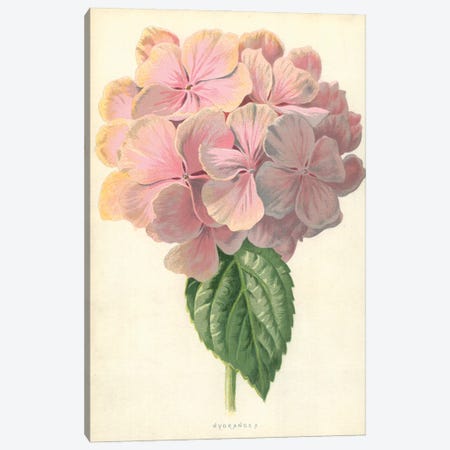 Hydrangea (Illustration From Familiar Garden Flowers, 3rd Series) Canvas Print #FEH2} by Frederick Edward Hulme Canvas Artwork