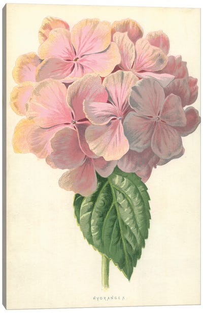 Hydrangea (Illustration From Familiar Garden Flowers, 3rd Series) Canvas Art Print