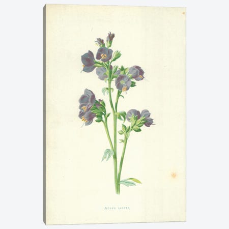 Jacob's Ladder (Illustration From Familiar Garden Flowers, 4th Series) Canvas Print #FEH3} by Frederick Edward Hulme Canvas Art