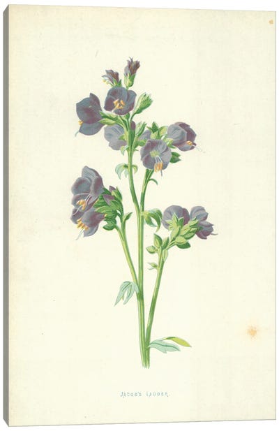 Jacob's Ladder (Illustration From Familiar Garden Flowers, 4th Series) Canvas Art Print - Botanical Illustrations