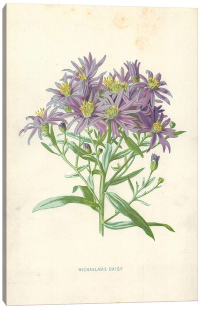 Michaelmas Daisy (Illustration From Familiar Garden Flowers, 1st Series) Canvas Art Print - Daisy Art
