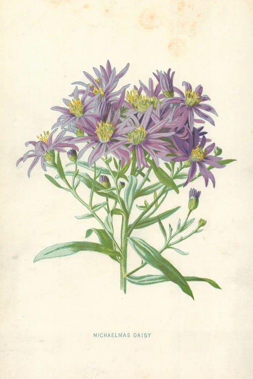 Michaelmas Daisy (Illustration From Familiar Garden Flowers, 1st Series)