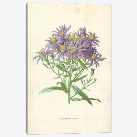 Michaelmas Daisy (Illustration From Familiar Garden Flowers, 1st Series) Canvas Print #FEH5} by Frederick Edward Hulme Canvas Print