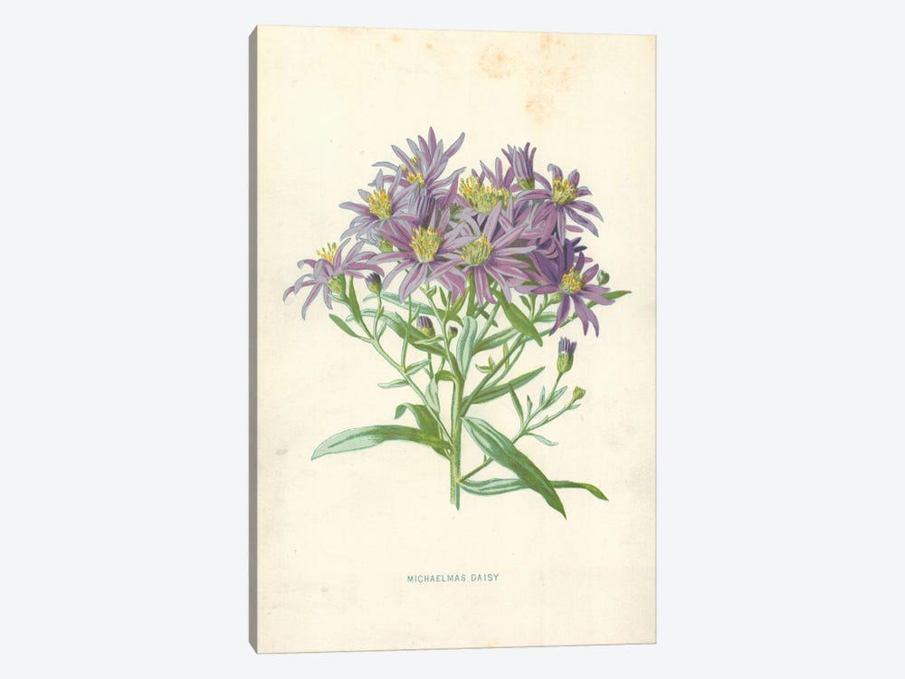 Michaelmas Daisy (Illustration From Familiar Garden Flowers, 1st Series) by Frederick Edward Hulme 1-piece Canvas Wall Art