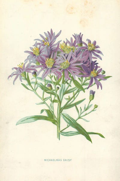Daisies: Michaelmas Daisy (Illustration From Familiar Garden Flowers, 1st Series) by Frederick Edward Hulme