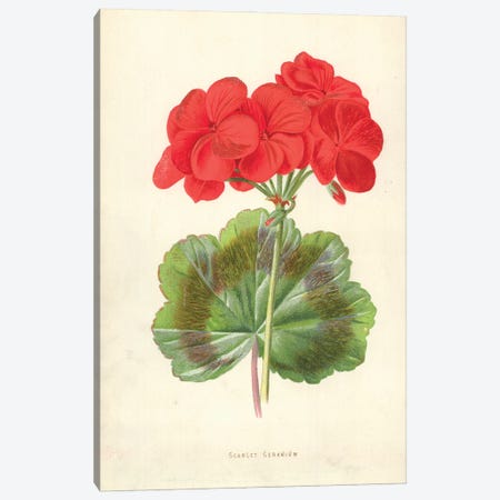 Scarlet Geranium (Illustration From Familiar Garden Flowers, 2nd Series) Canvas Print #FEH6} by Frederick Edward Hulme Canvas Art Print