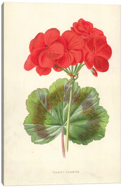 Scarlet Geranium (Illustration From Familiar Garden Flowers, 2nd Series) Canvas Art Print