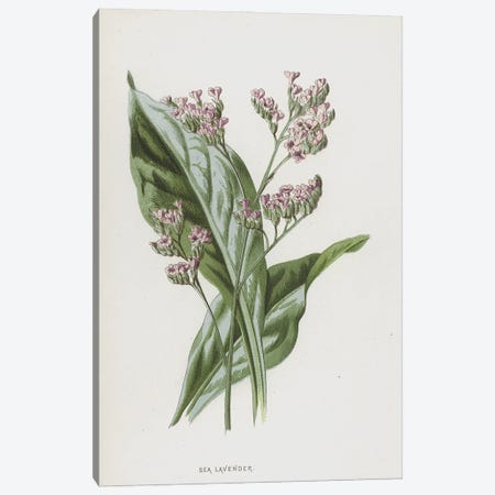 Sea Lavender (Illustration From Familiar Wild Flowers, 2nd Series) Canvas Print #FEH7} by Frederick Edward Hulme Canvas Art Print