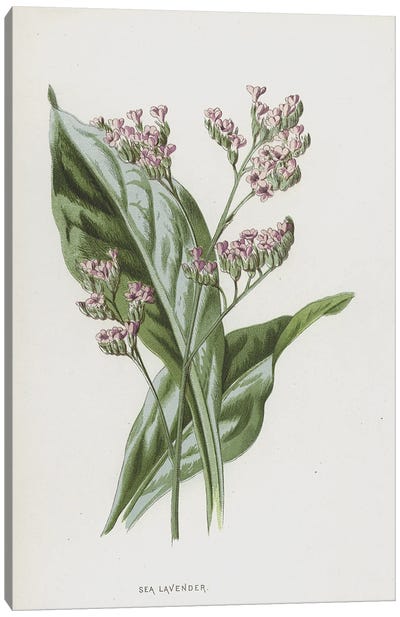 Sea Lavender (Illustration From Familiar Wild Flowers, 2nd Series) Canvas Art Print