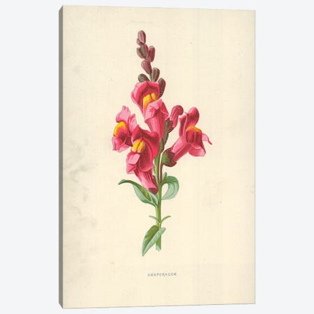 Snapdragon (Illustration From Flower Painting In Water Colours) Canvas Print #FEH8} by Frederick Edward Hulme Canvas Art