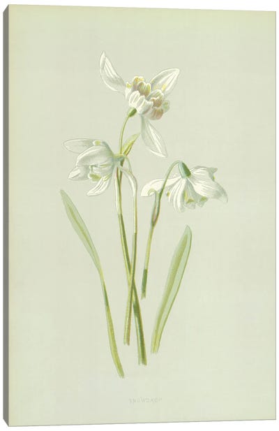 Snowdrop (Illustration From Familiar Garden Flowers, 1st Series) Canvas Art Print