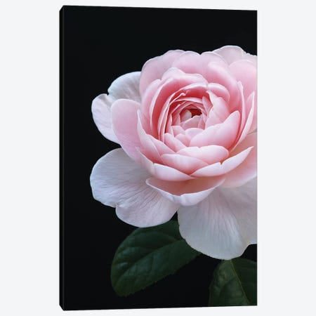 Pink English Rose Canvas Print #FEN102} by Alyson Fennell Canvas Artwork