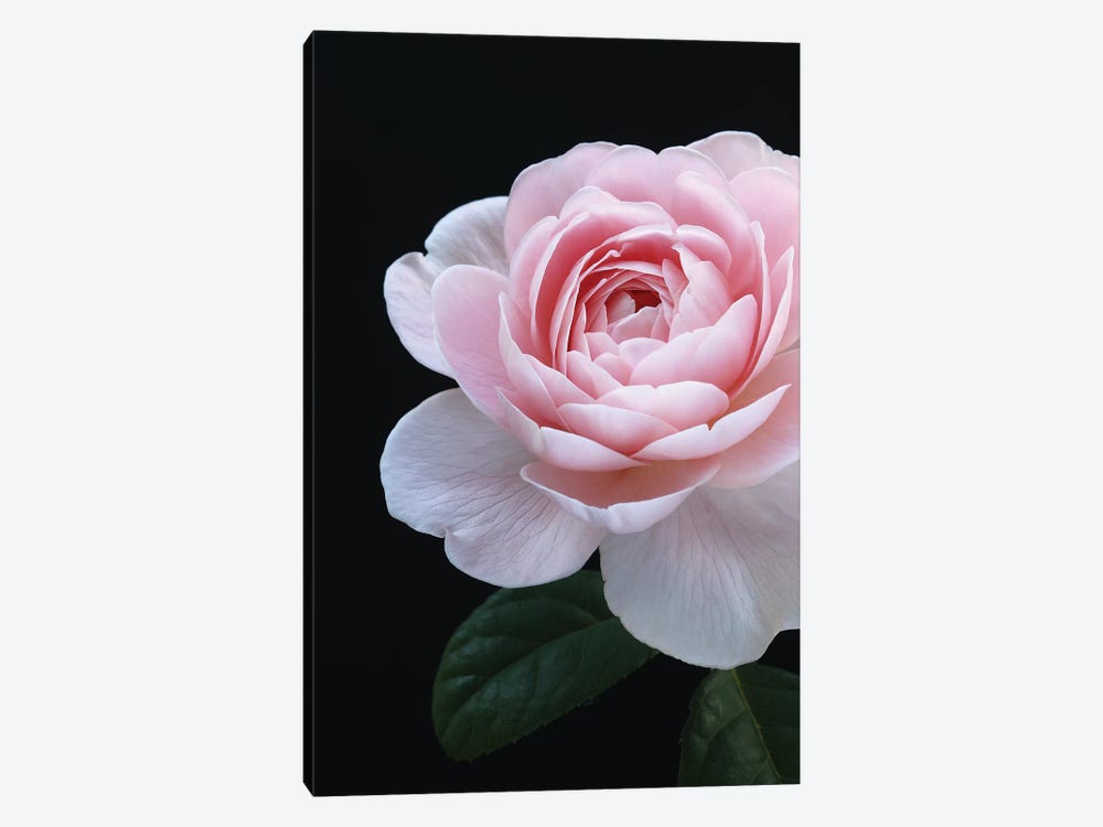 Pink English Rose by Alyson Fennell 1-piece Canvas Art