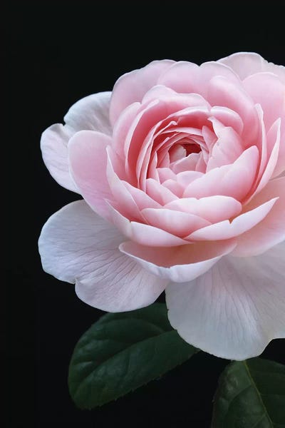 Black & Pink: Pink English Rose by Alyson Fennell