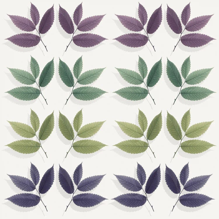 Calming Hornbeam Leaf Pattern