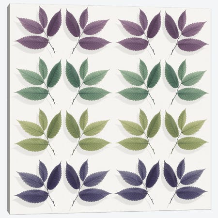 Calming Hornbeam Leaf Pattern Canvas Print #FEN105} by Alyson Fennell Art Print