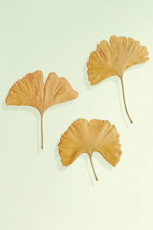 Golden Ginkgo Leaf Trio