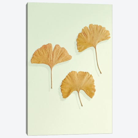 Golden Ginkgo Leaf Trio Canvas Print #FEN106} by Alyson Fennell Canvas Print