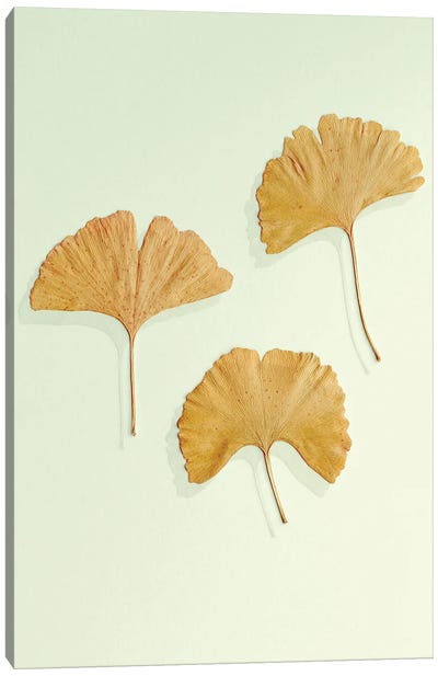Golden Ginkgo Leaf Trio Canvas Art Print - Ginkgo Tree Art