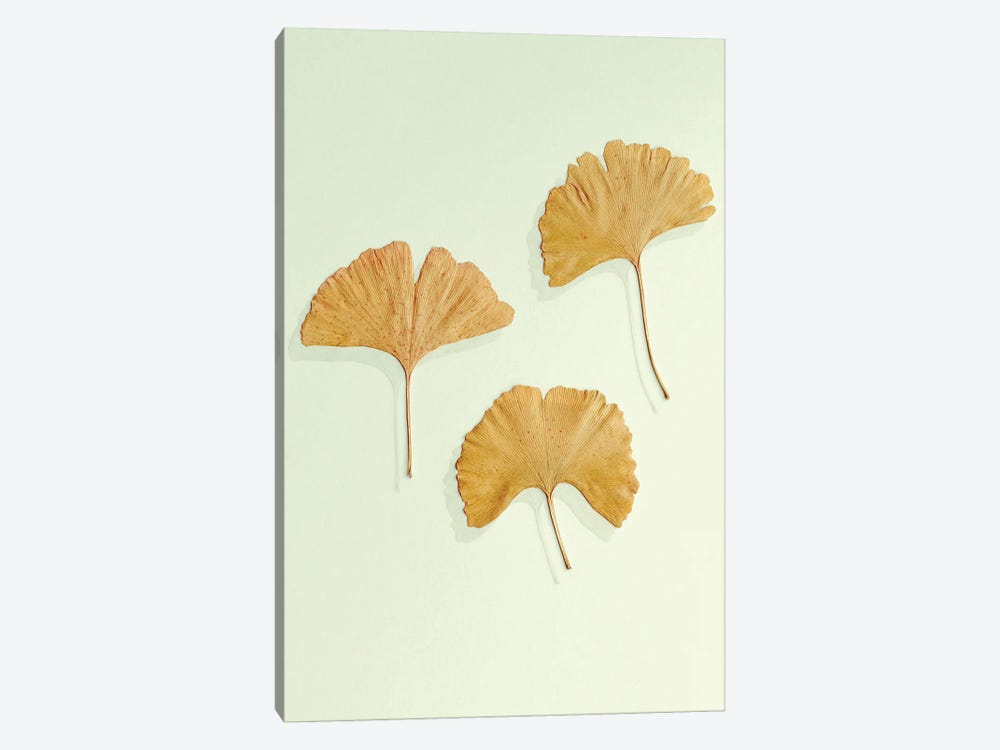 Golden Ginkgo Leaf Trio by Alyson Fennell 1-piece Canvas Art
