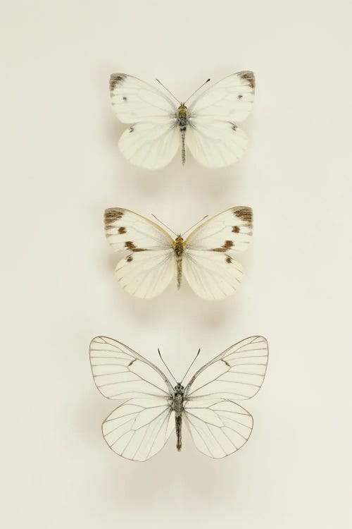 Three White Butterflies