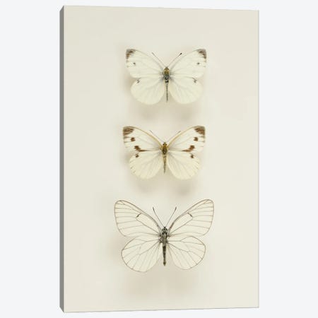 Three White Butterflies Canvas Print #FEN107} by Alyson Fennell Art Print
